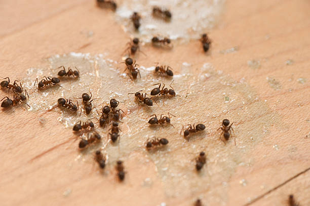 Best Cockroach Control Services  in Bargaintown, NJ